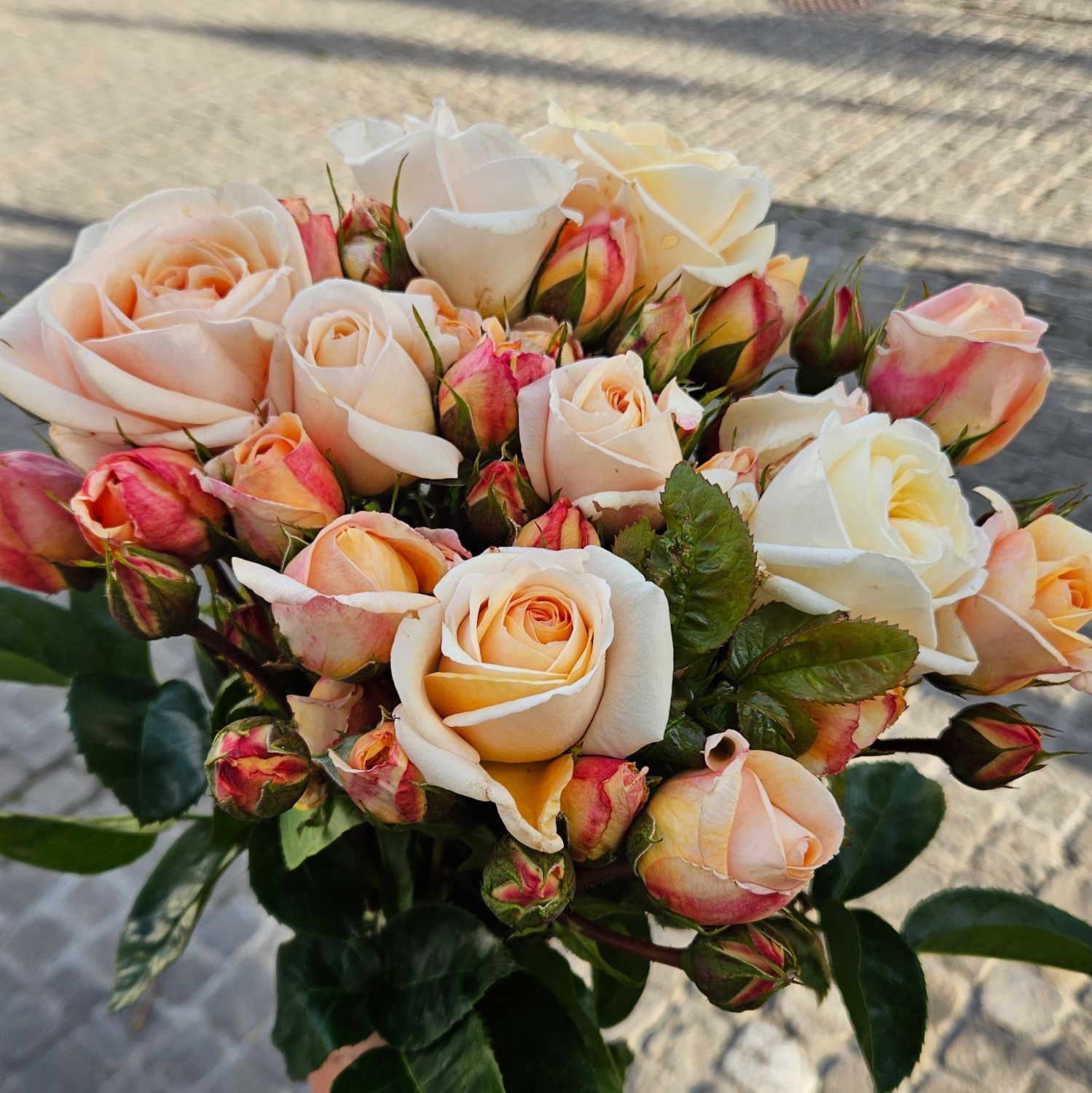 Sprayrosen Circle of Life 50cm