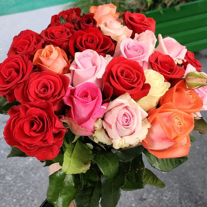 mittelstielige Rosen