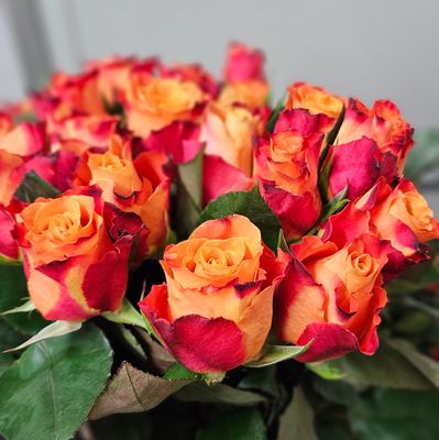 Rosen Mariyo 50cm