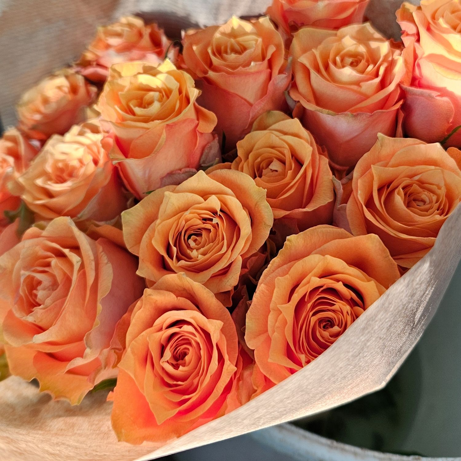 Rosen Twilight 50cm