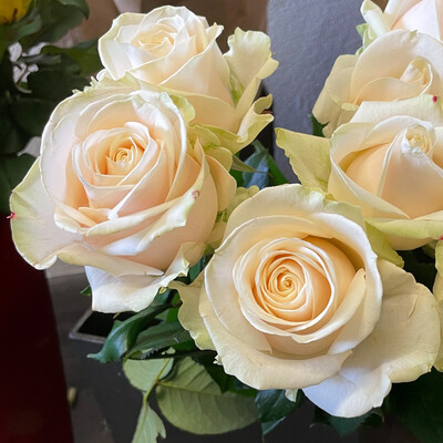 Rosen Dorchester 70cm - Vorbestellung