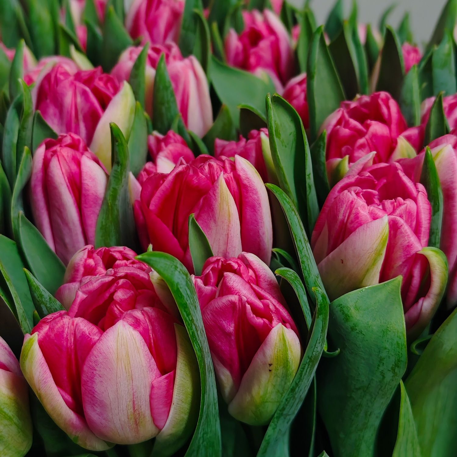 Tulpen Pink Foxtrot