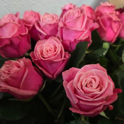 Rosen Adele 70cm - Vorbestellung