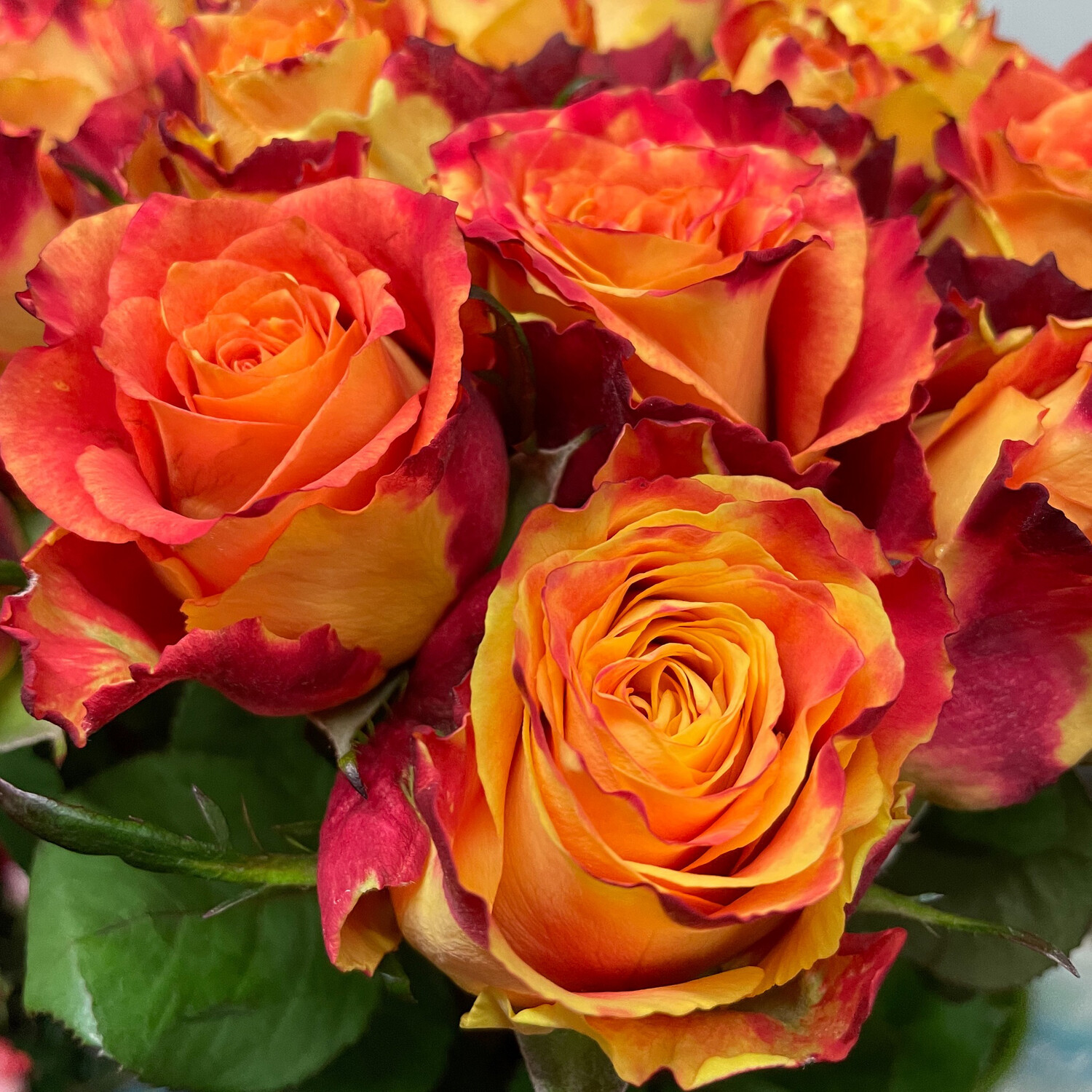 Rosen Silantoi 60cm - Vorbestellung