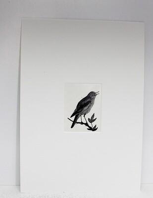 The Birds of a Lonely Lake  Original Scraper Board Illustration - BB Deny Watkins Pitchford