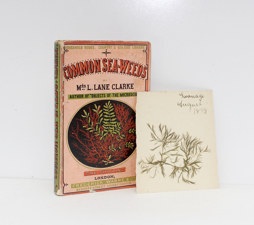 Common Seaweeds - Mrs L Lane Clarke