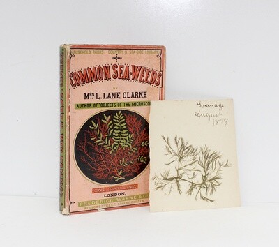 Common Seaweeds - Mrs L Lane Clarke