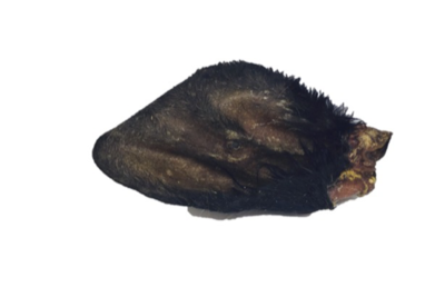 Cow&#39;s Ear with Hair