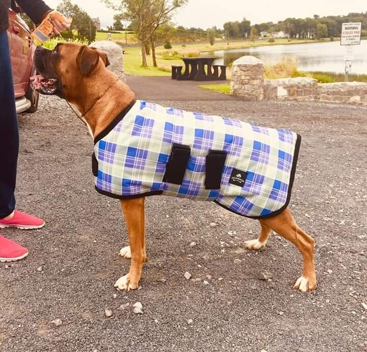 Boxer triple layer coat - Lilac plaid