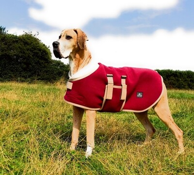 great dane dog clothes