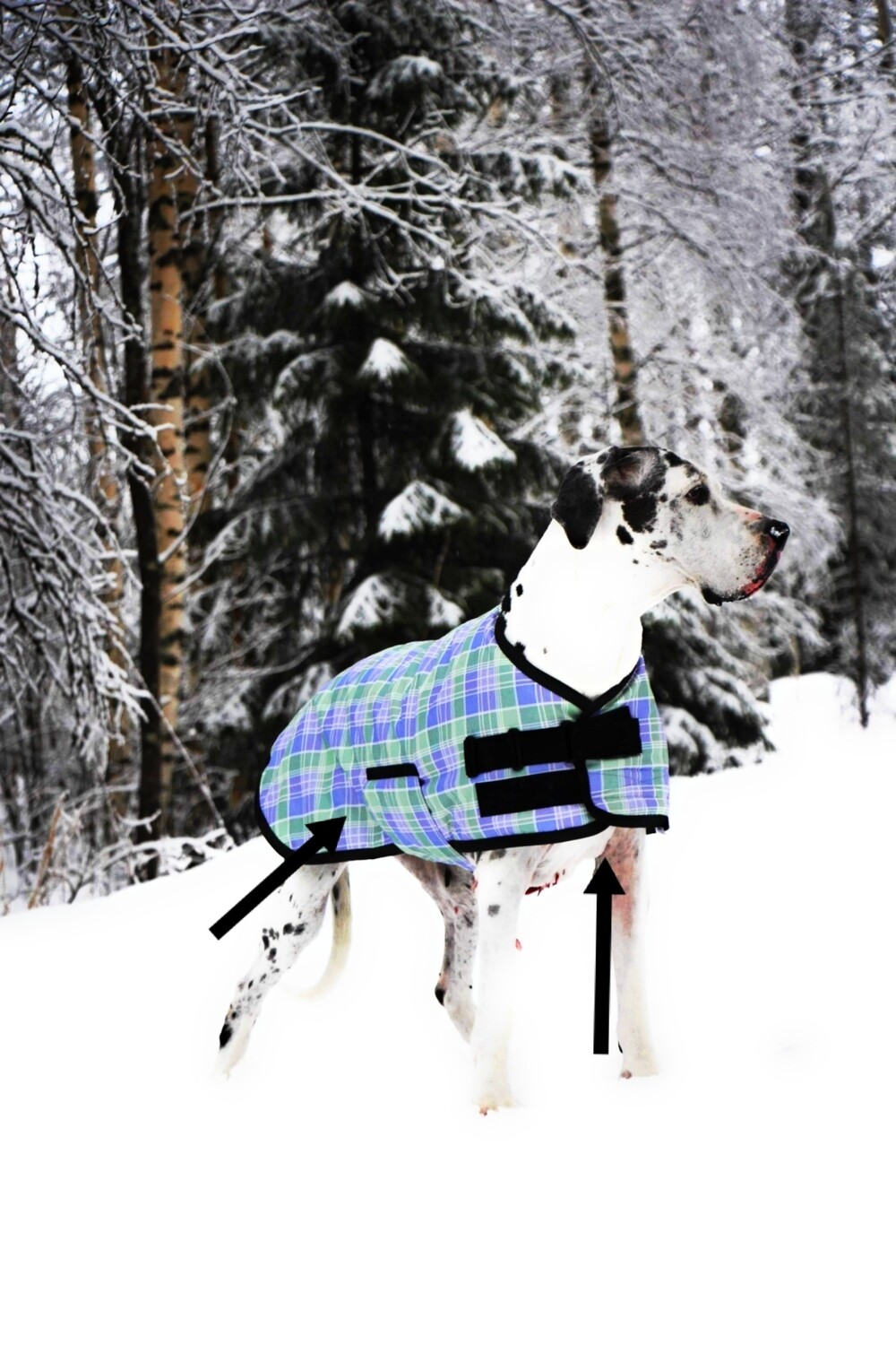 85cm Lilac &amp; Lime Plaid (Fine or young Male)