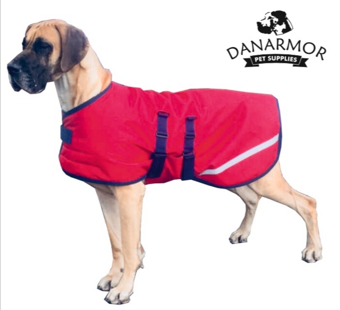 Danté 80cm Red &amp; Black (female)
