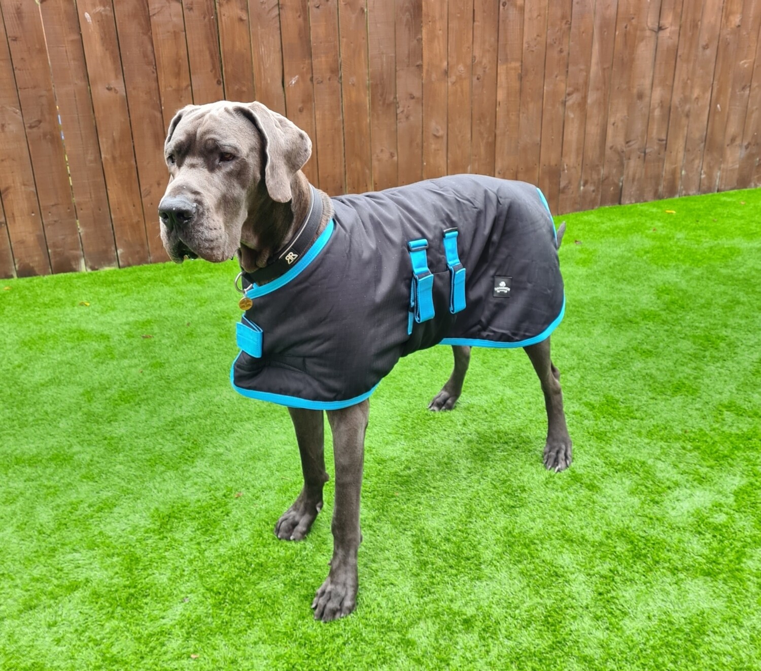 95cm Black &amp; Sky Blue trim (Over sized Giant Mature Males)