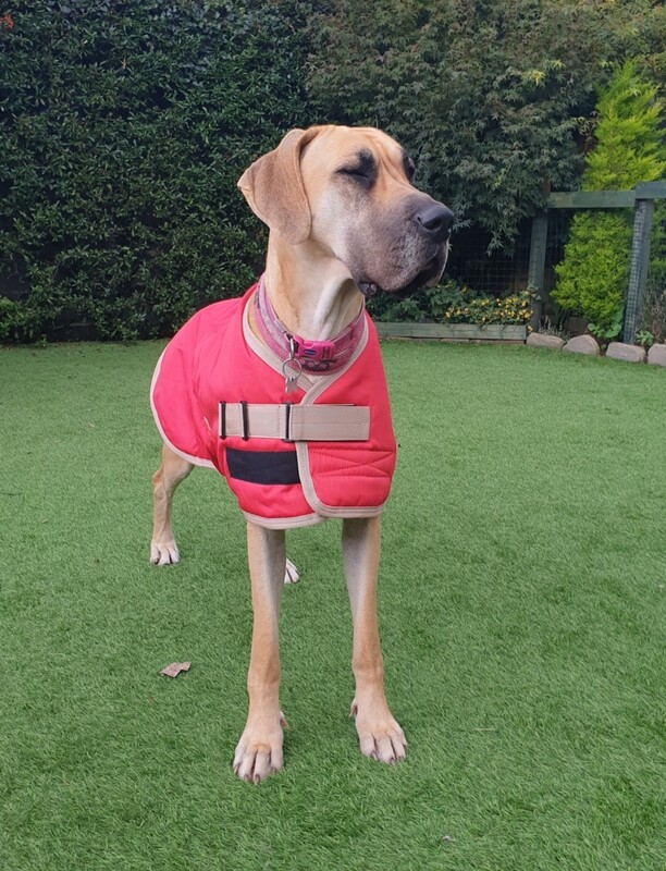 90cm Red &amp; Beige trim (Mature Males)