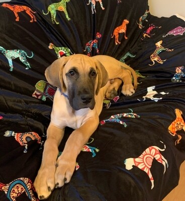 Great dane cheap bedding
