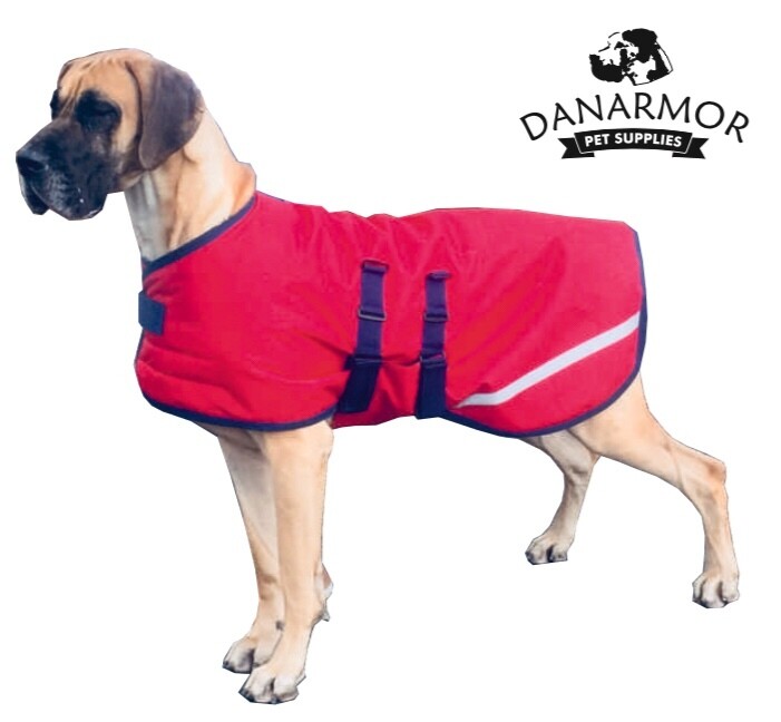 Danté 85cm Red &amp; Black (Fine or Young Males)