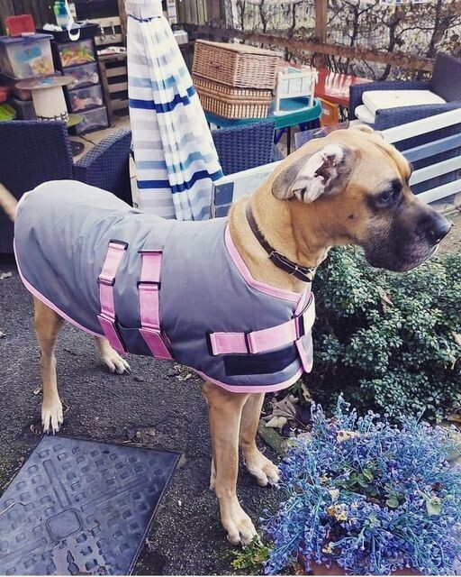 80cm steel Grey &amp; Pink Trim (Female)