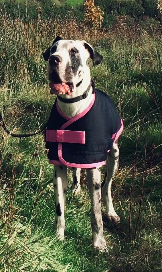 80cm Black &amp; Pink Trim (Female)
