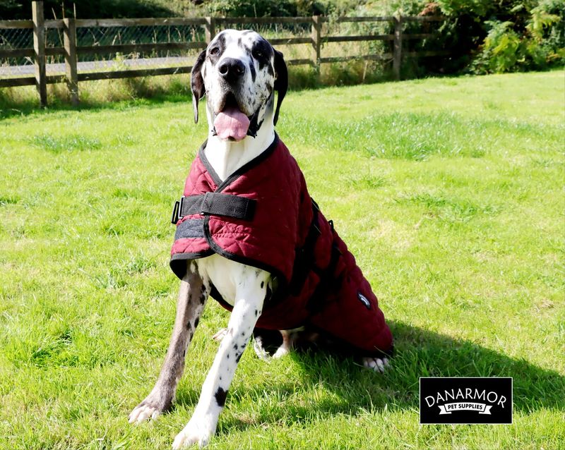 Comfort - Lounge coat - 90cm - Large Mature Male