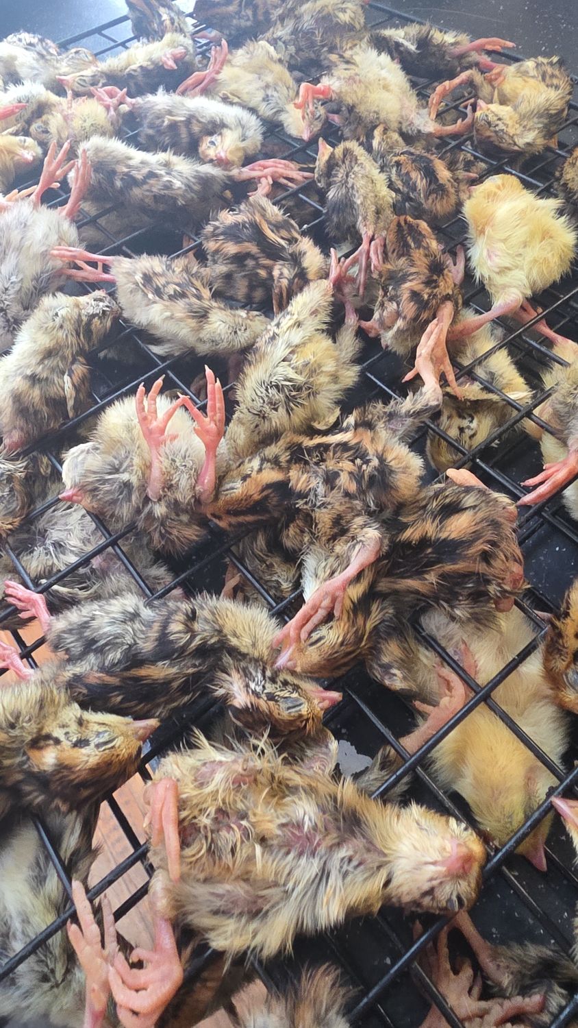 Dehyrdrated Quail Chics