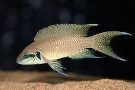 Pez Brichardi