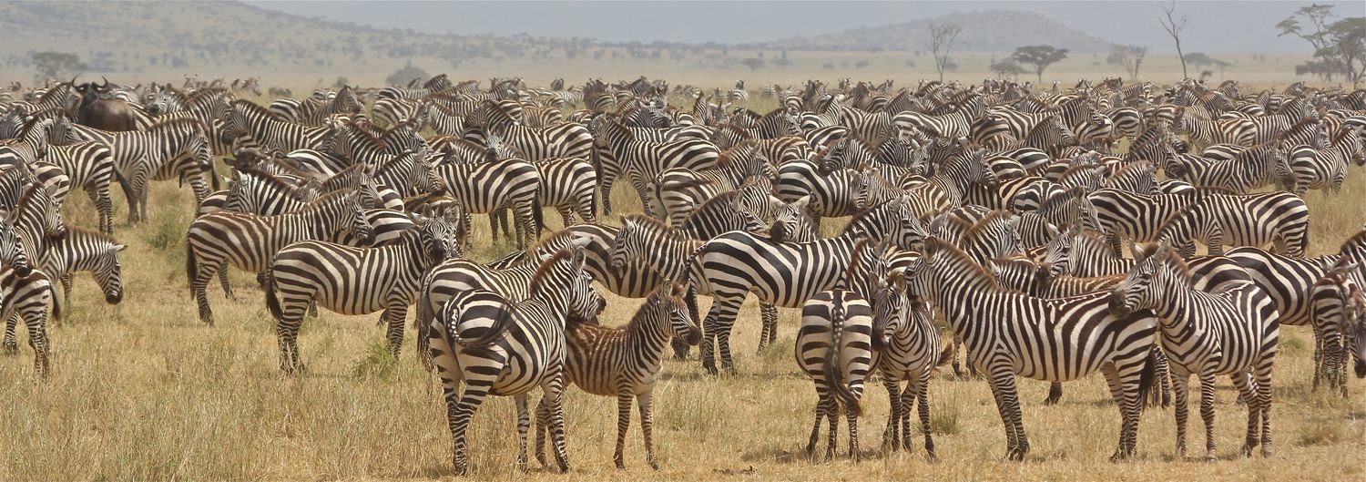 Signed Print: Zebras on the Serengeti