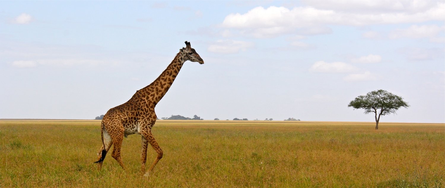 Signed Print: Lone Giraffe on Serengeti