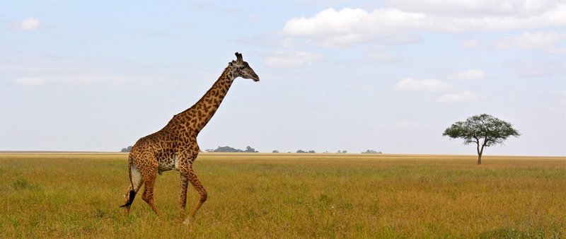 Signed Print: Lone Giraffe on Serengeti