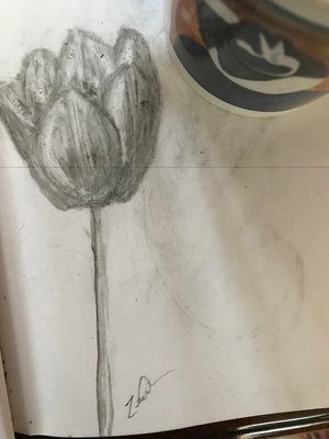 Coffee and A Sketch: Lone Tulip
