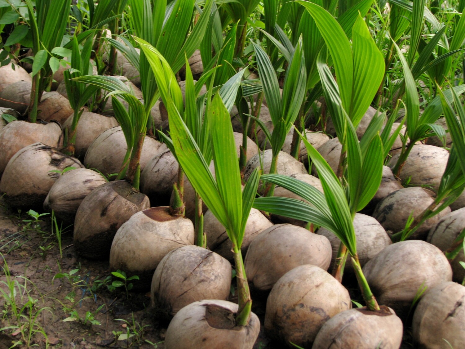 Order young Coconut Tree, Malayan Dwarf Free shipping