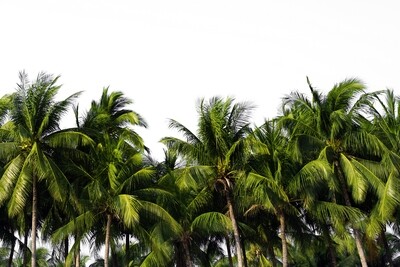 Coconut Trees