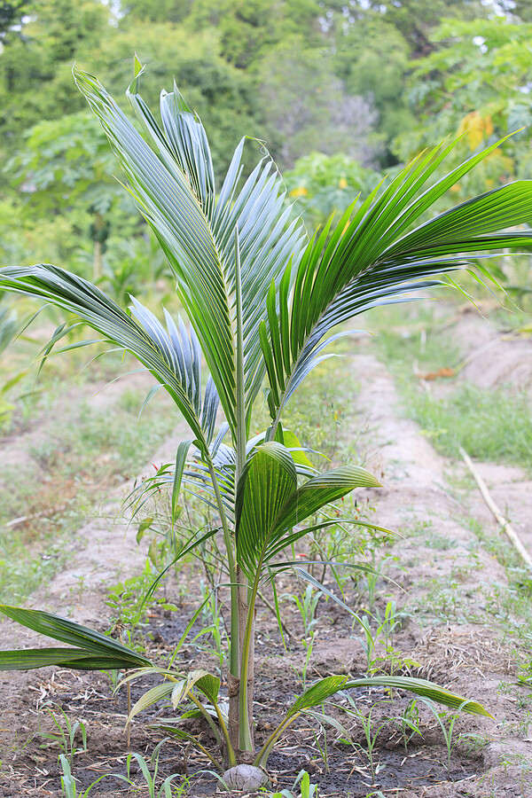 Young Coconut Tree - 3-4 feet