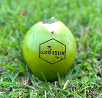Young Coconuts - Fresh, Organic