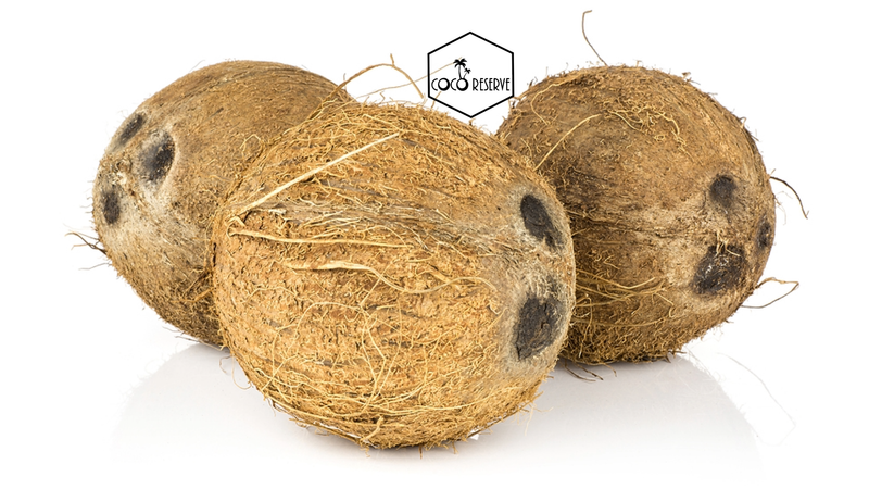 Fresh Coconut - Brown Mature Coco - rich coconut meat - 6 pcs