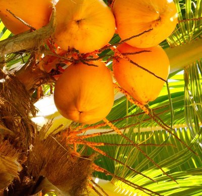 Orange KING - Fresh Organic Young Coconut - Box of 6 Orange KING - Fresh Organic Young Coconut - Box of 6