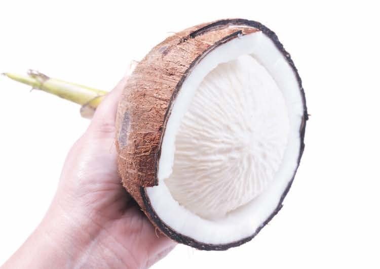 Sprouted Coconut