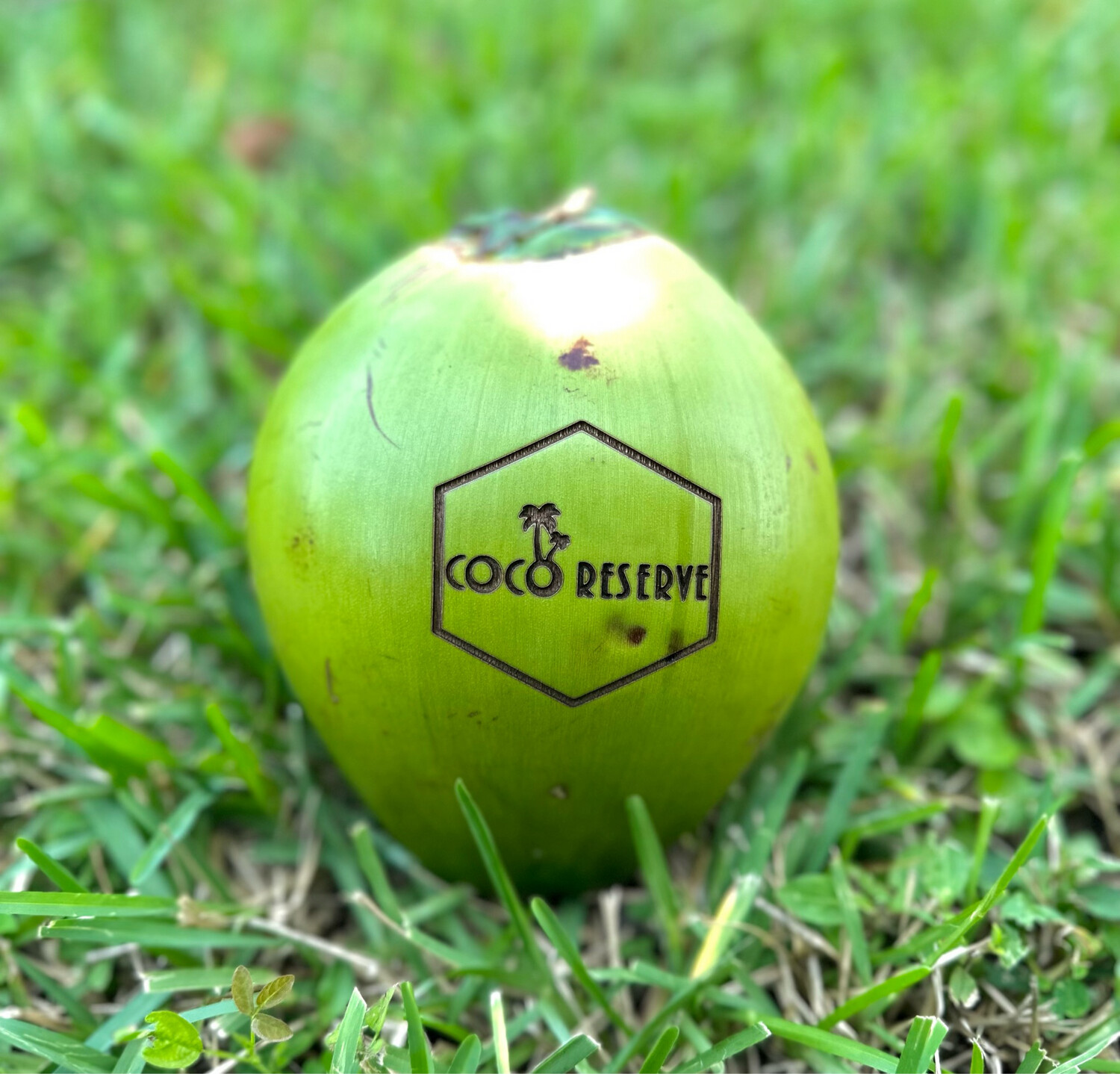 Fresh Young Coconut - Green - Box of 4