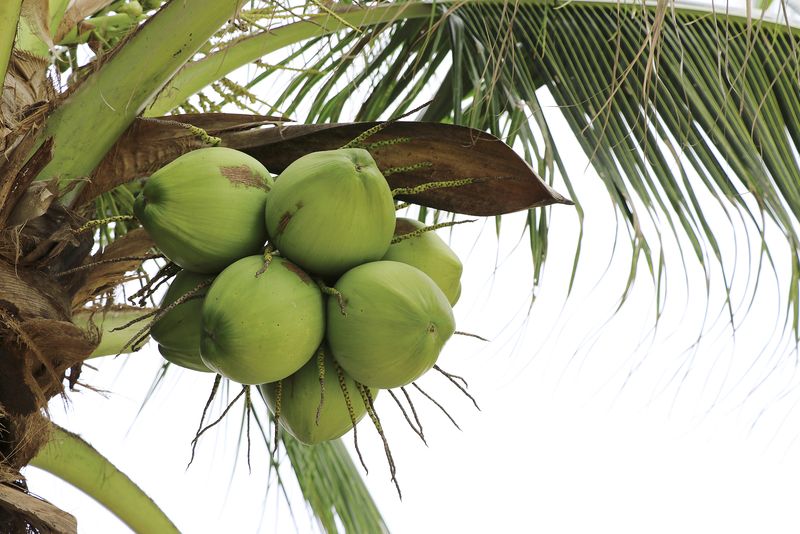 Fresh Young Coconut - Green - Box of 4