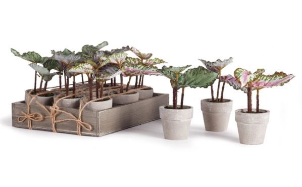 Mini Begonia 5.5" Potted