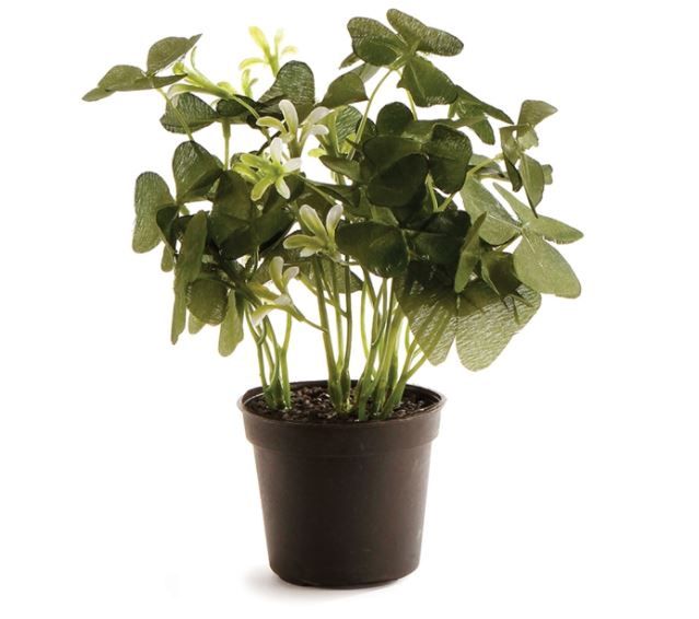 Clover 6.5" Potted