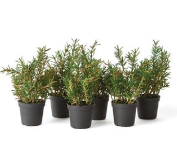 Rosemary Drop-In