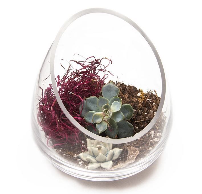 Terrarium Bowl