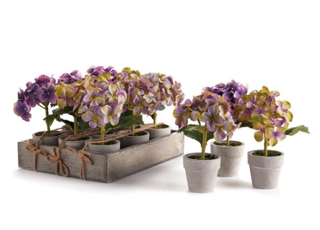 mini hydrangea potted