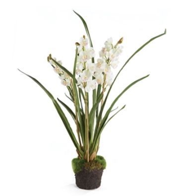 Cymbidium