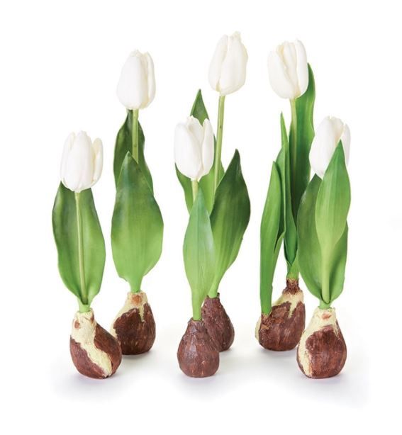 Standing Tulips With Bulbs
