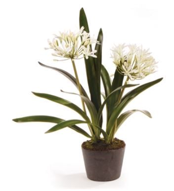 Agapanthus Drop-In