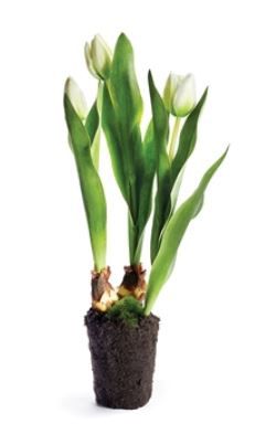 Tulip Drop-in