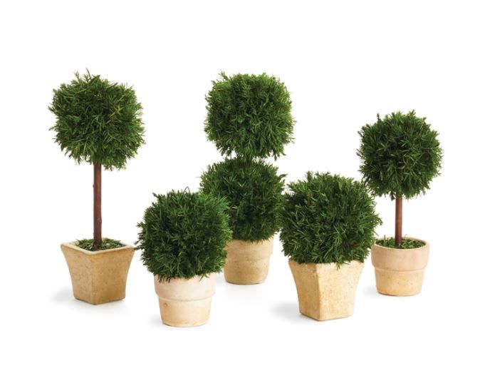 Cypress Mini Topiaries