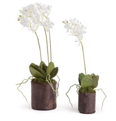 Orchid Drop In