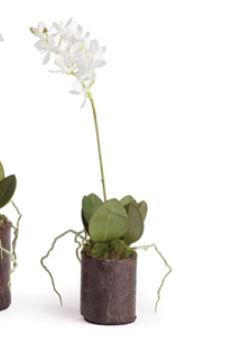 Orchid Drop In, Size: Small